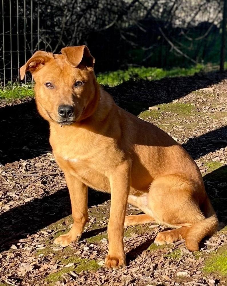 Enlarge Rocko, a Adoptable mixed breed in Jamestown, CA image 4/4