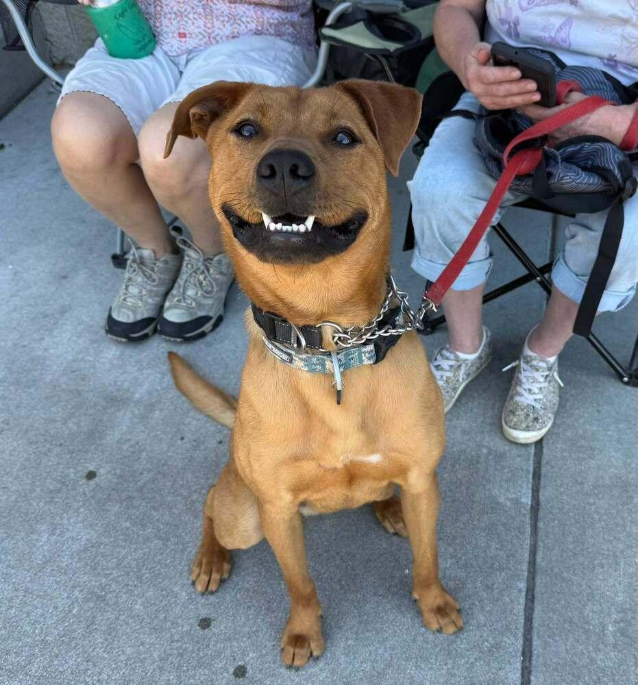 Rocko, a Adoptable mixed breed in Jamestown, CA image 2/5