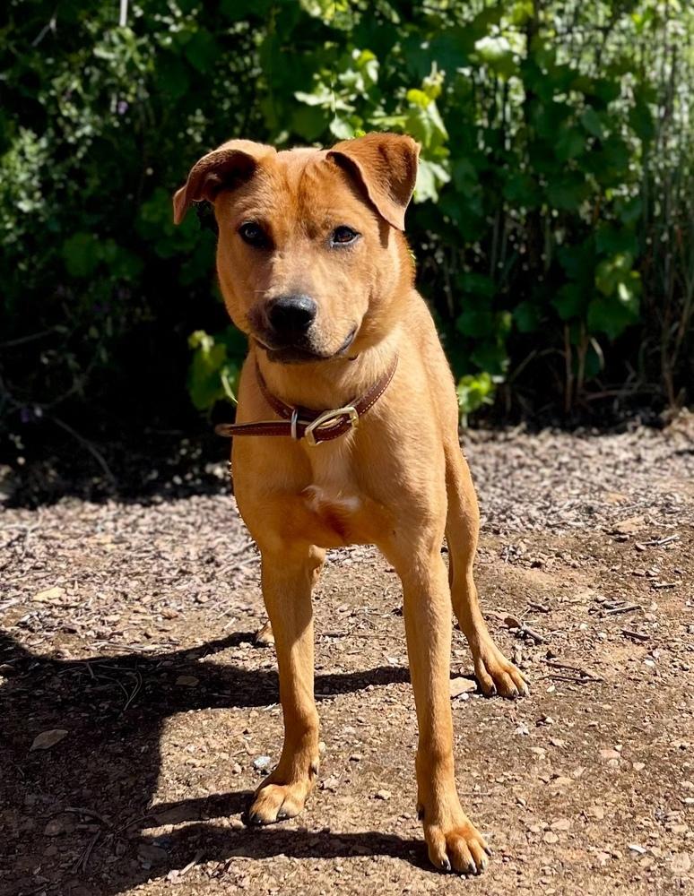 Enlarge Rocko, a Adoptable mixed breed in Jamestown, CA image 5/5