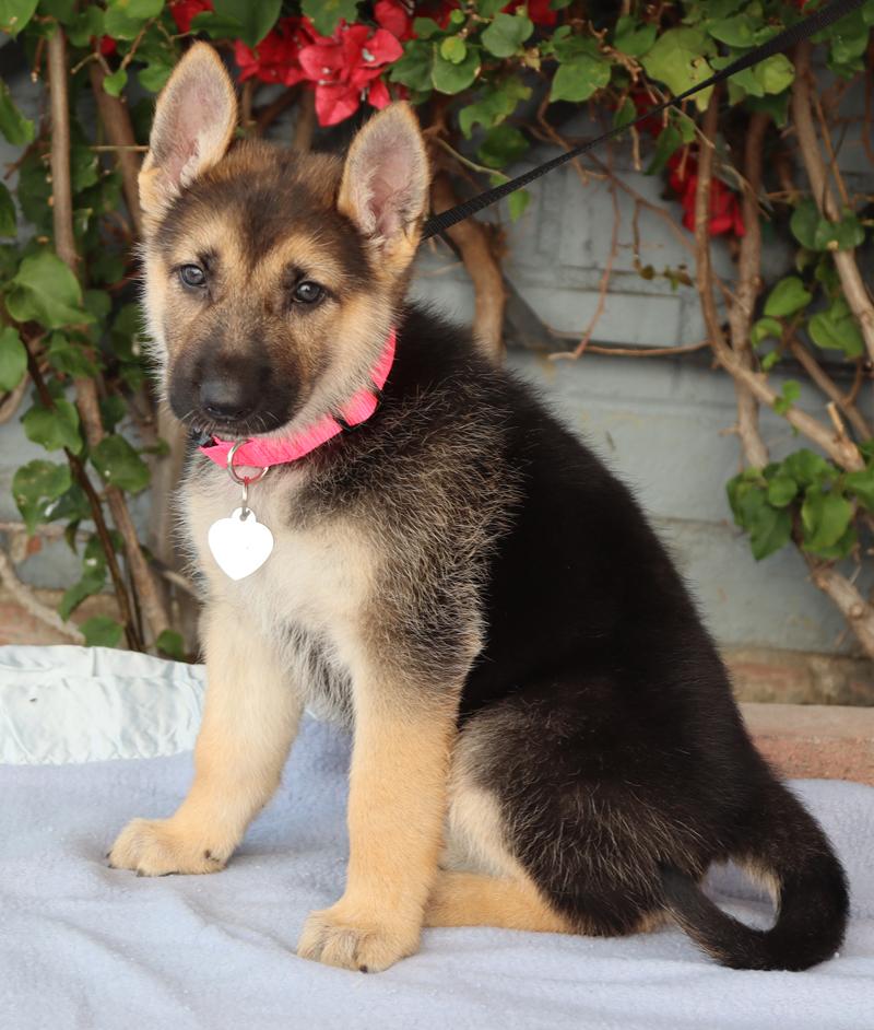 Enlarge *Rosie von Lady , an adopted German Shepherd Dog in Los Angeles, CA image 4/6