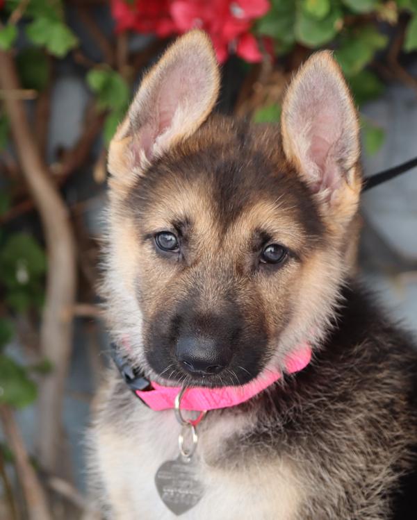 Enlarge *Rosie von Lady , an adopted German Shepherd Dog in Los Angeles, CA image 1/6