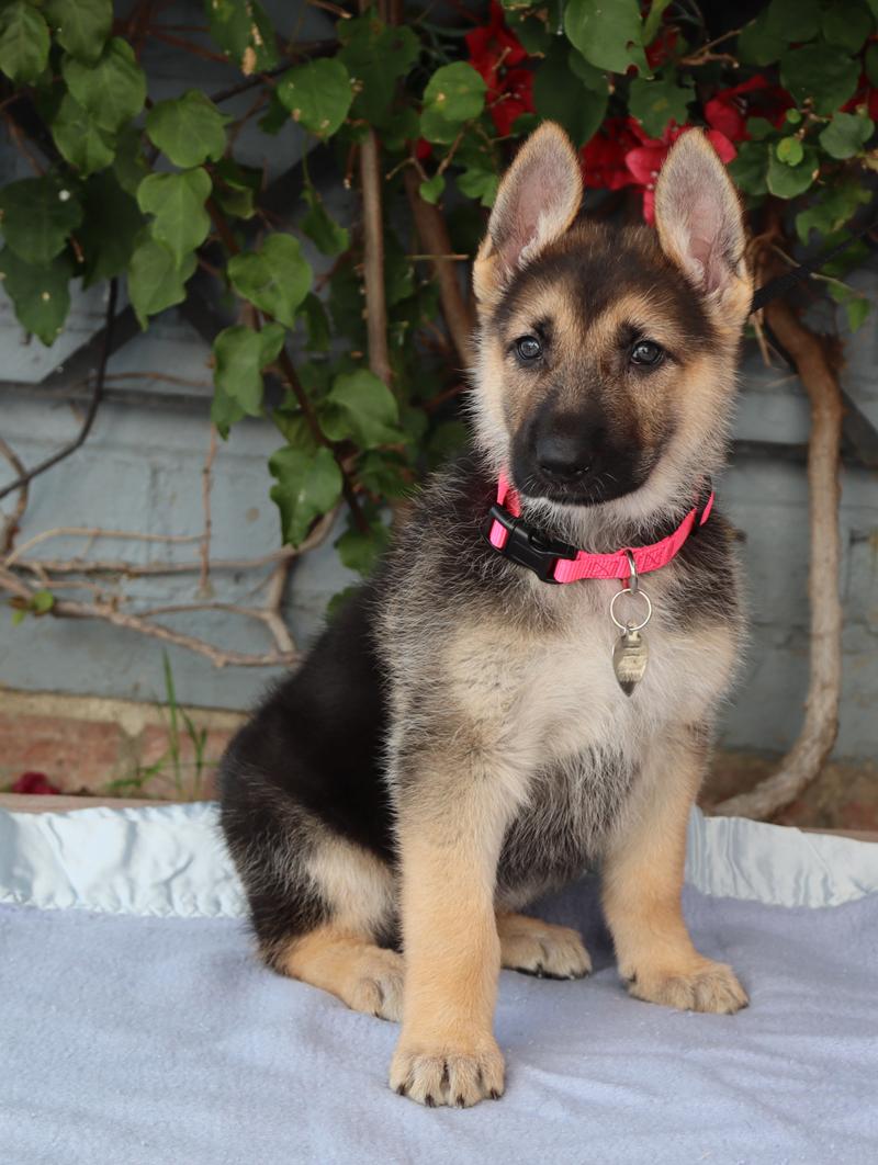 Enlarge *Rosie von Lady , an adopted German Shepherd Dog in Los Angeles, CA image 5/6