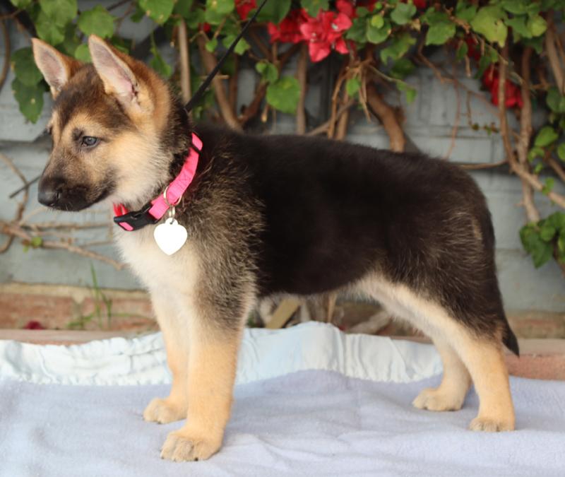 Enlarge *Rosie von Lady , an adopted German Shepherd Dog in Los Angeles, CA image 6/6