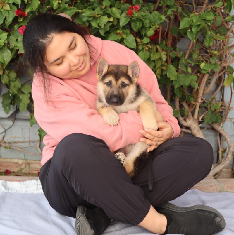 Enlarge *Rosie von Lady , an adopted German Shepherd Dog in Los Angeles, CA image 2/6