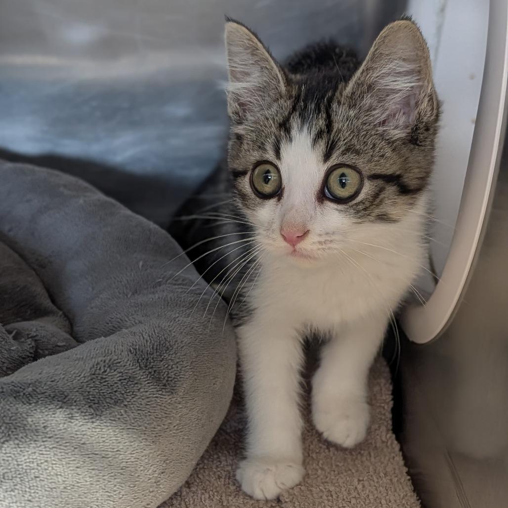 Bubble Wrap, an adopted Domestic Short Hair in Cape Girardeau, MO image 2/2