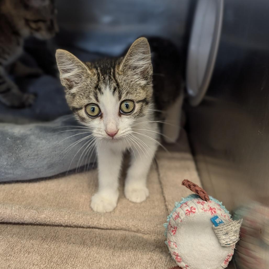 Bubble Wrap, an adopted Domestic Short Hair in Cape Girardeau, MO image 1/2