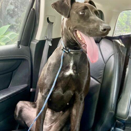 DOTTIE, Adoptable, Young Female Doberman Pinscher & Mixed Breed.