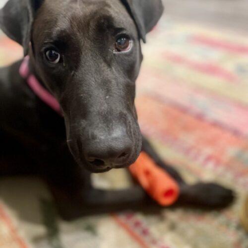 Enlarge DOTTIE, a Adoptable mixed breed in San Juan Capistrano, CA image 2/4