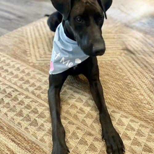Enlarge DOTTIE, a Adoptable mixed breed in San Juan Capistrano, CA image 3/4