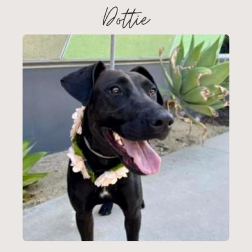 Enlarge DOTTIE, a Adoptable mixed breed in San Juan Capistrano, CA image 4/4