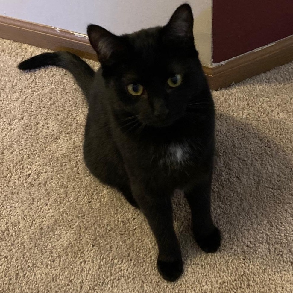 Enlarge Blossom 3, an adoptable Domestic Short Hair in Grove City, OH image 1/1