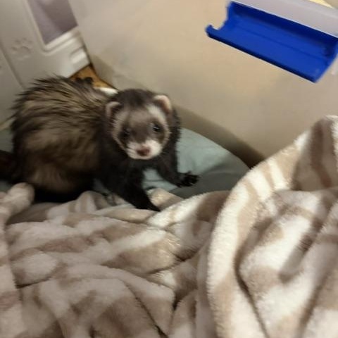 Ginger & Wasabi, a ADOPTABLE Ferret in Olympia, WA image 4/4