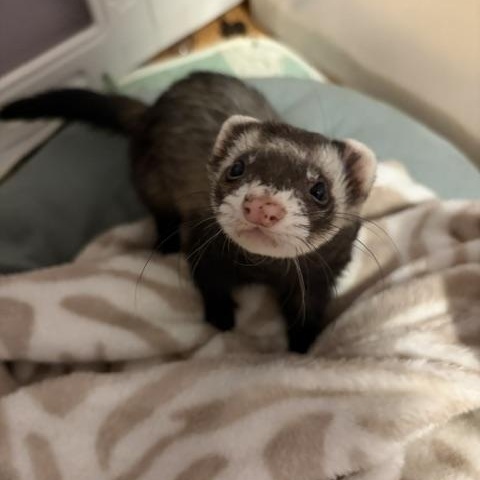 Ginger & Wasabi, a ADOPTABLE Ferret in Olympia, WA image 3/4