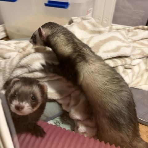 Ginger & Wasabi, a ADOPTABLE Ferret in Olympia, WA image 2/4