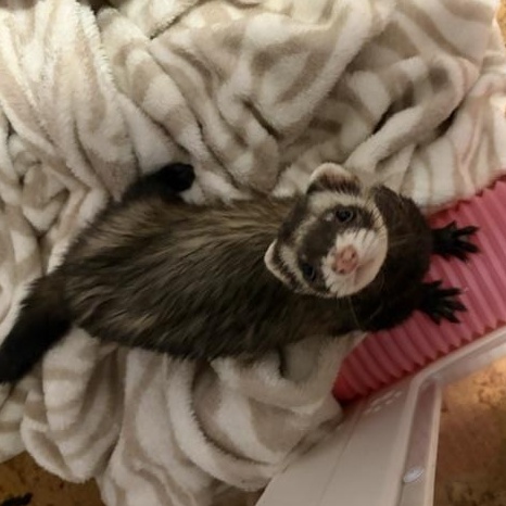 Ginger & Wasabi, ADOPTABLE, Adult Female Ferret.