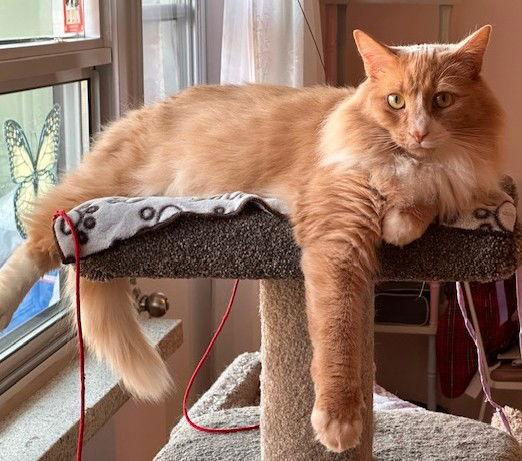 Carrot, Adoptable, Adult Male Domestic Long Hair.