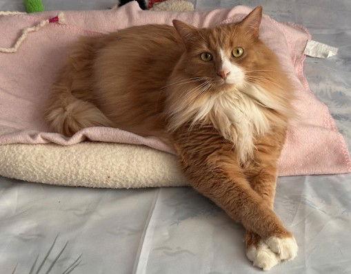 Enlarge Carrot, a Adoptable Domestic Long Hair in Richmond Hill, ON image 2/3