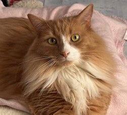 Enlarge Carrot, a Adoptable Domestic Long Hair in Richmond Hill, ON image 3/3