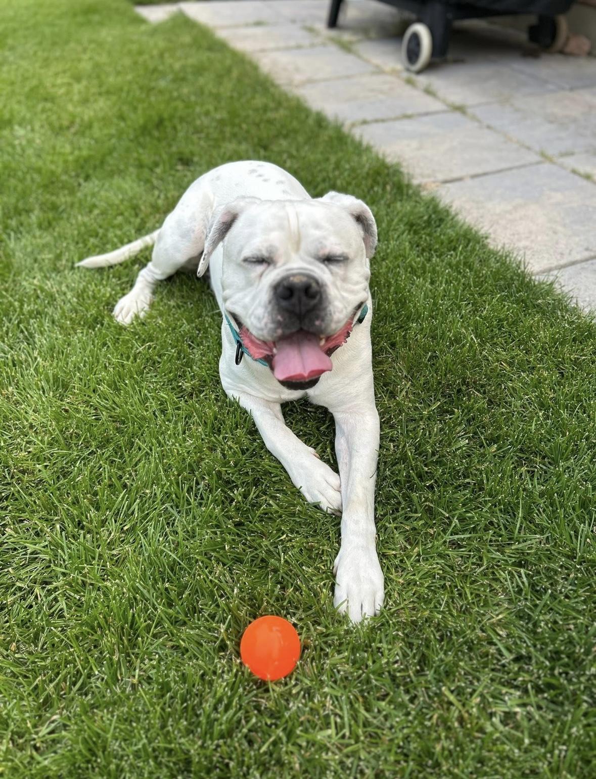Ace, an adoptable American Bulldog, Boxer in Alliston, ON, L0G 1A0 | Photo Image 2