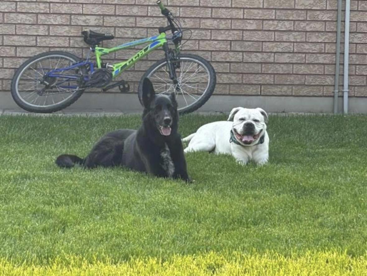 Ace, an adoptable American Bulldog, Boxer in Alliston, ON, L0G 1A0 | Photo Image 5