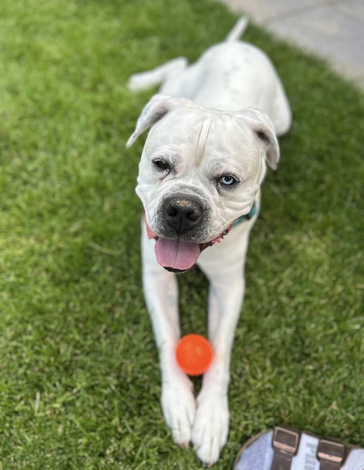 Ace, an adoptable American Bulldog, Boxer in Alliston, ON, L0G 1A0 | Photo Image 3