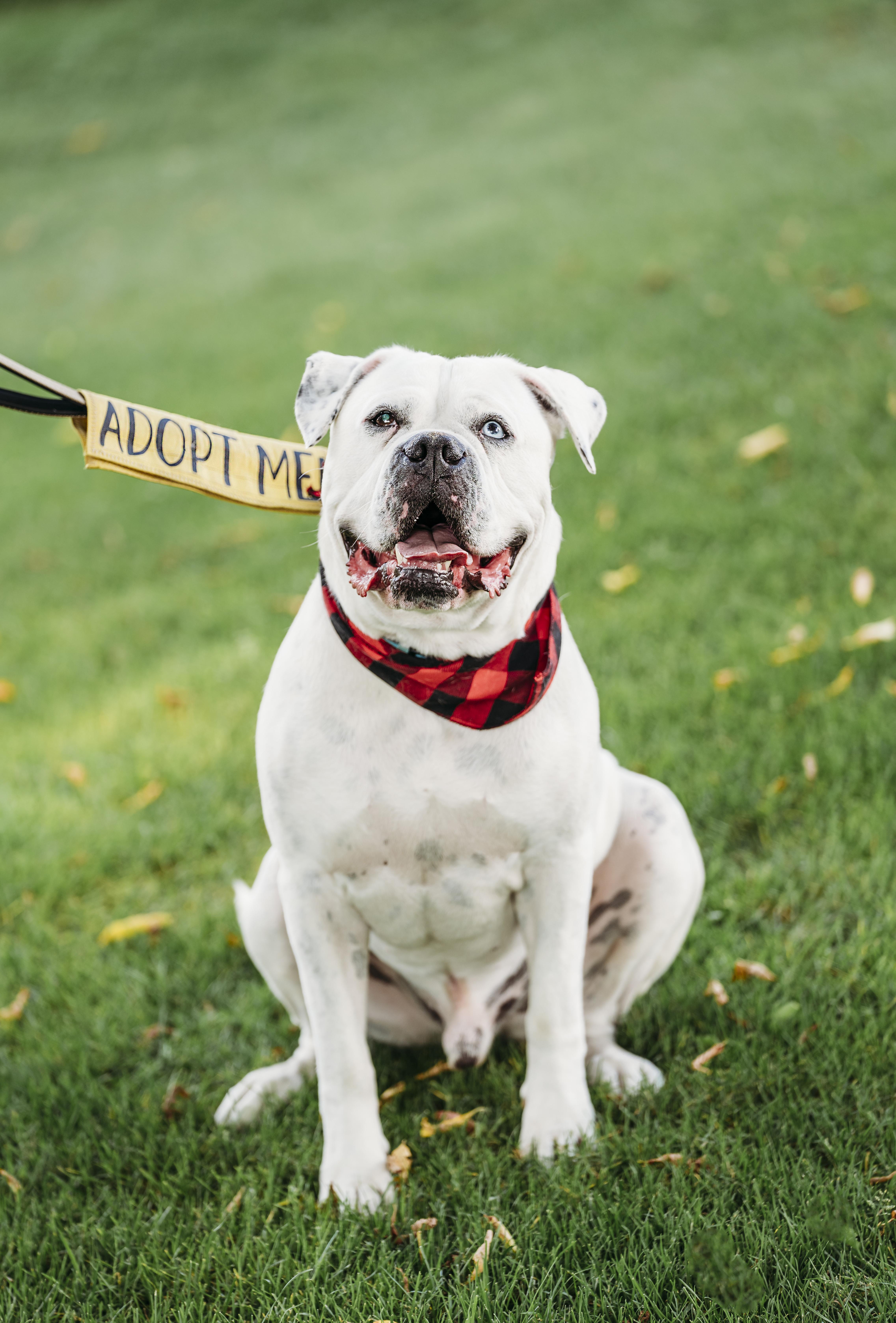 Ace, an adoptable American Bulldog, Boxer in Alliston, ON, L0G 1A0 | Photo Image 4