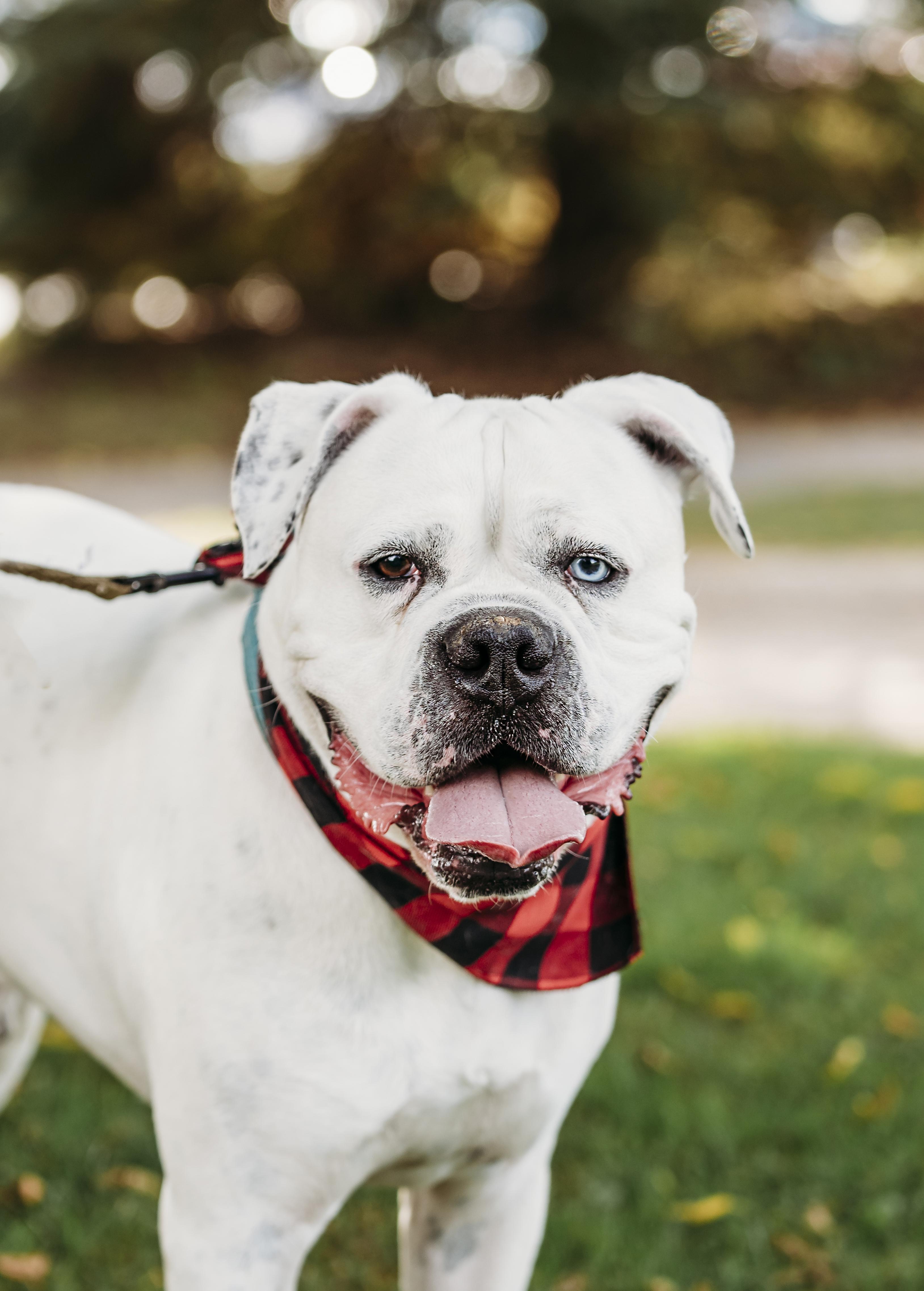 Ace, an adoptable American Bulldog, Boxer in Alliston, ON, L0G 1A0 | Photo Image 1