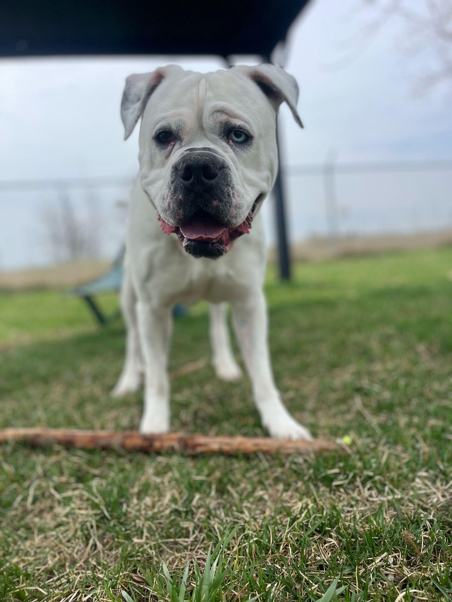 Ace, an adoptable American Bulldog, Boxer in Alliston, ON, L0G 1A0 | Photo Image 6
