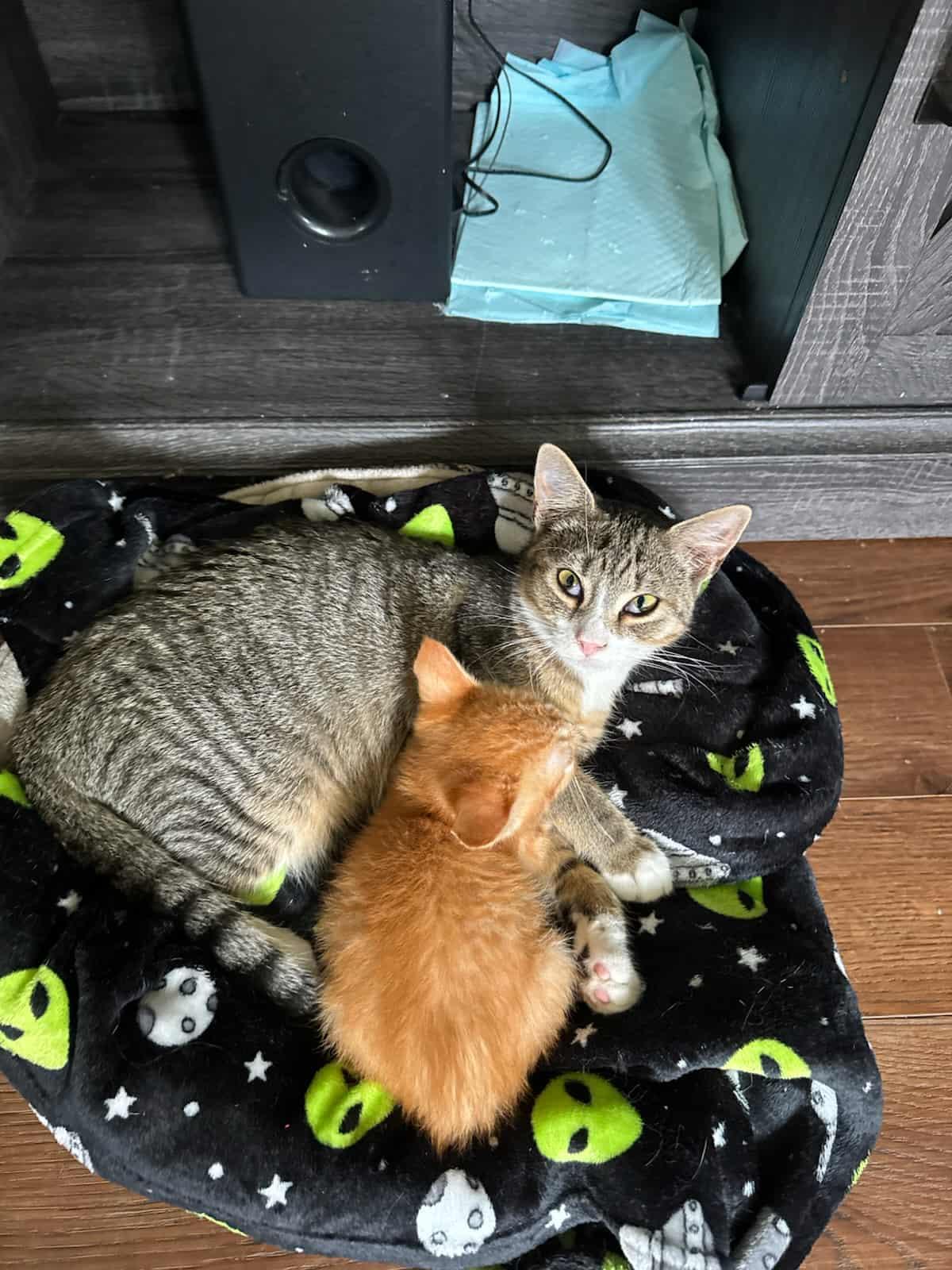 Enlarge Twinkie, a Adoptable Domestic Short Hair in Fulton, NY image 2/5