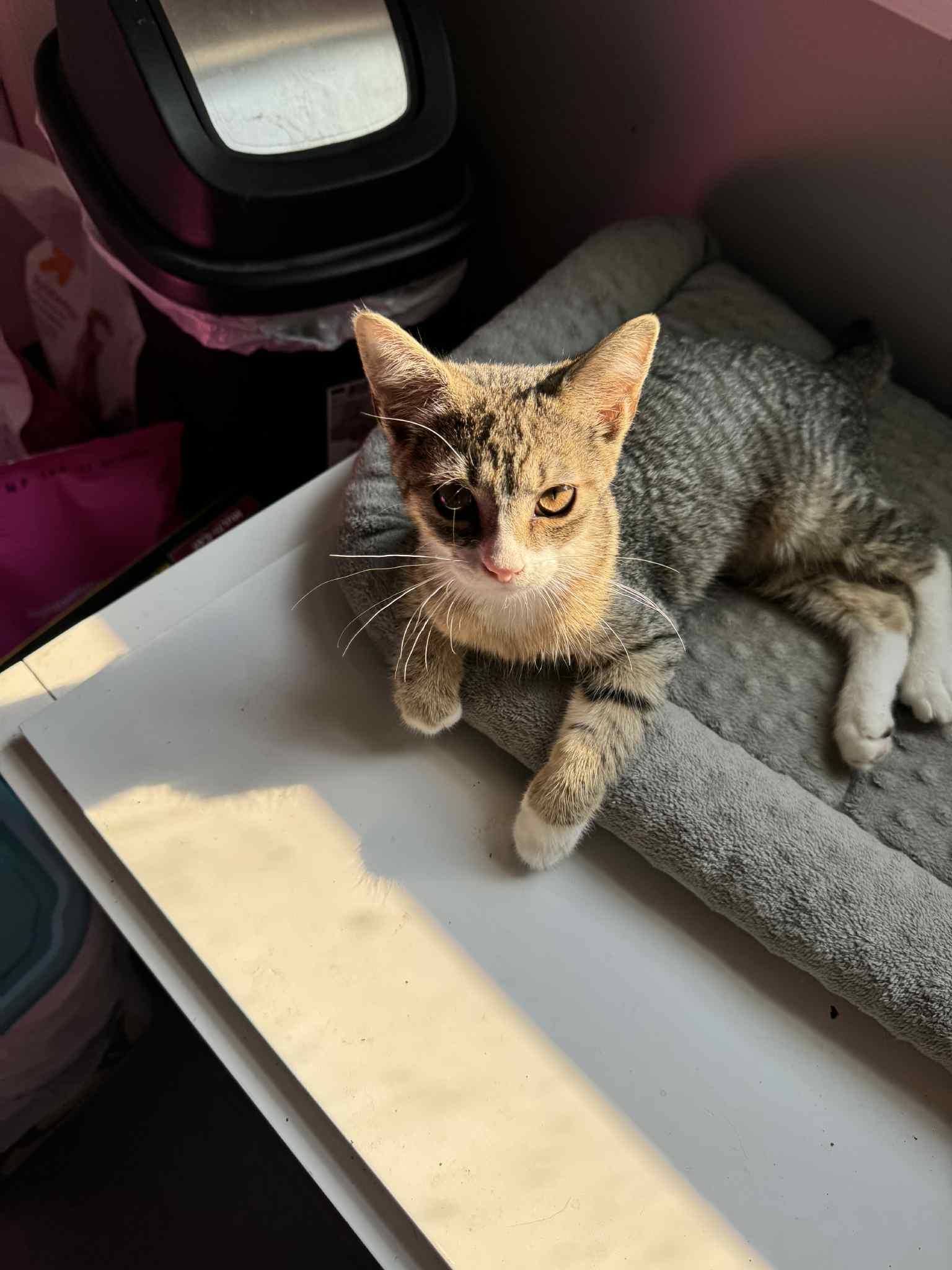 Enlarge Twinkie, a Adoptable Domestic Short Hair in Fulton, NY image 5/5