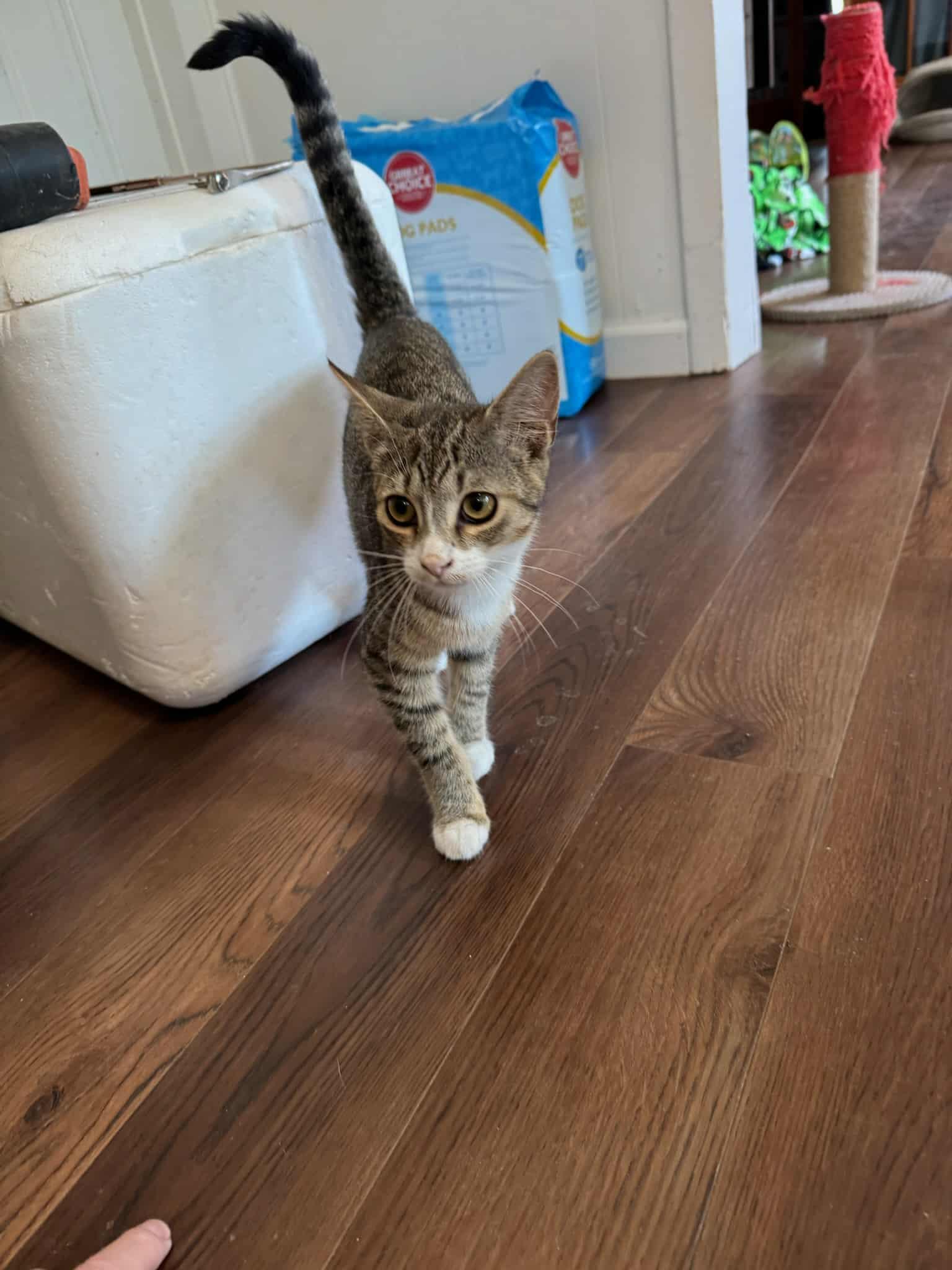 Enlarge Twinkie, a Adoptable Domestic Short Hair in Fulton, NY image 3/5