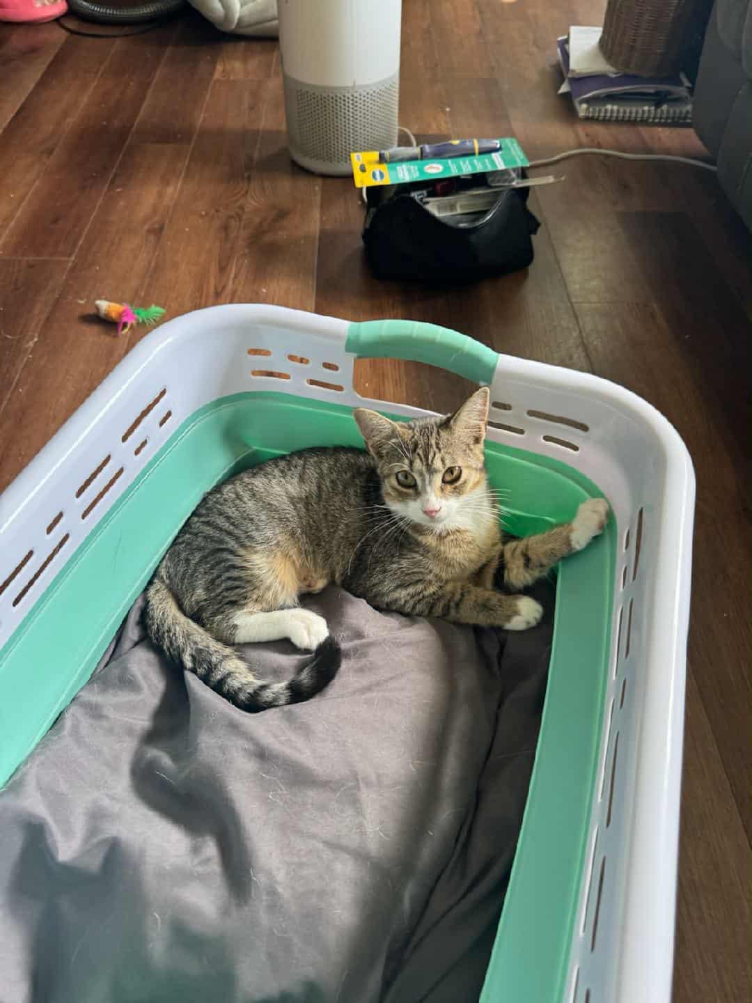 Enlarge Twinkie, a Adoptable Domestic Short Hair in Fulton, NY image 4/5