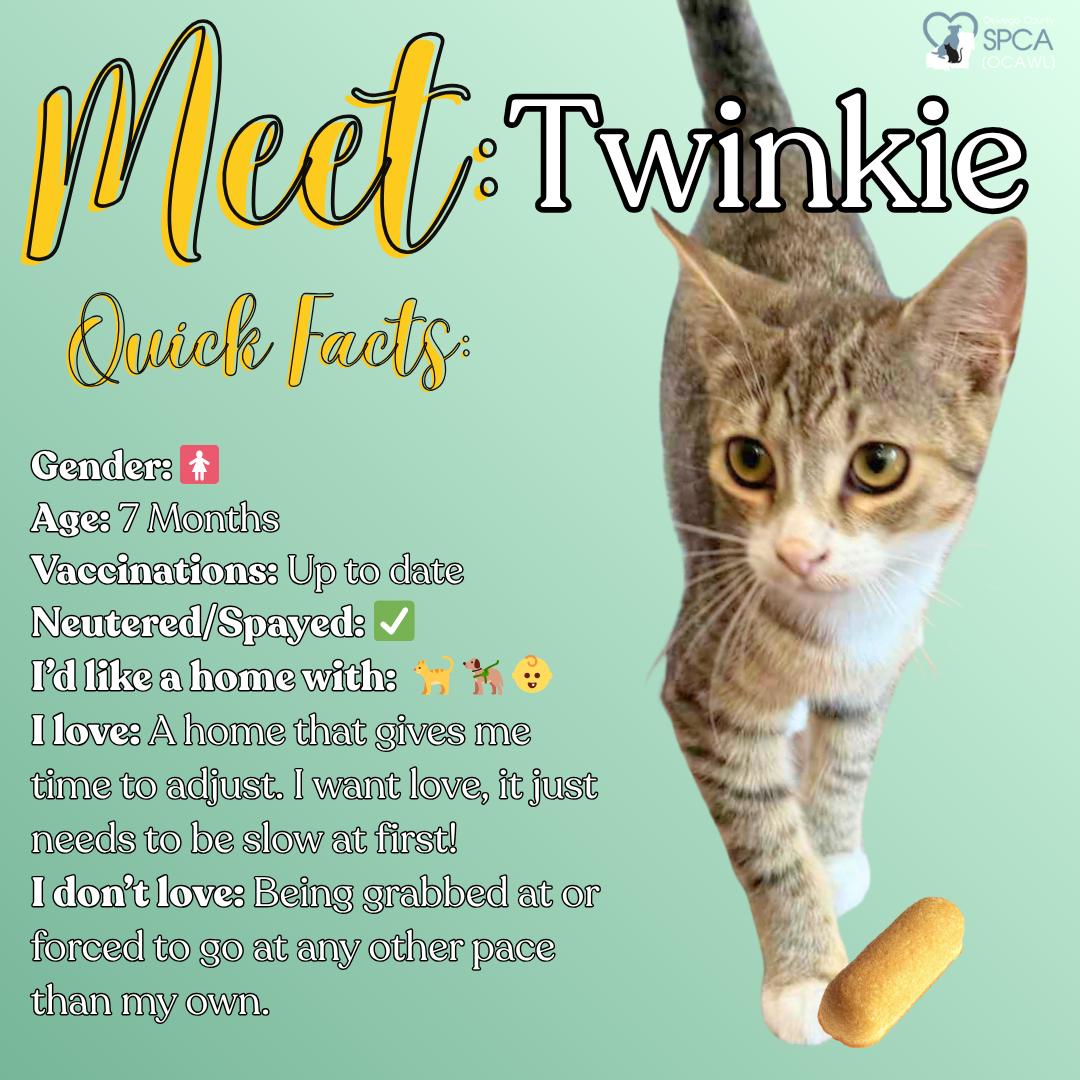 Twinkie, Adoptable, Young Female Domestic Short Hair.