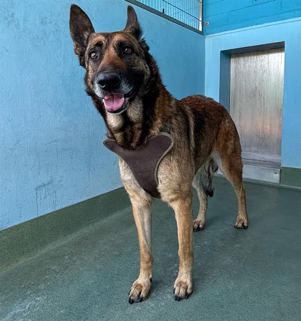 Enlarge YARA, a Adoptable mixed breed in Baldwin Park, CA image 1/1