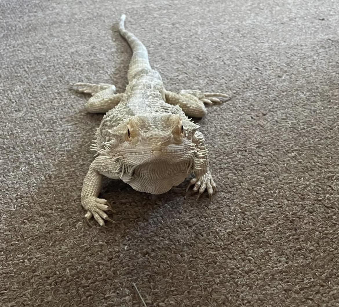 Enlarge Cyrus, a ADOPTABLE Bearded Dragon in Berlin, CT image 2/2