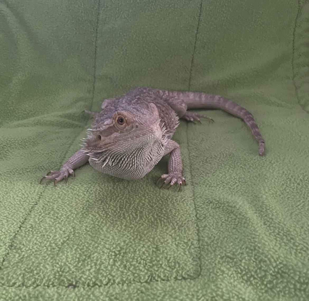 Cyrus, ADOPTABLE, Adult Male Bearded Dragon.