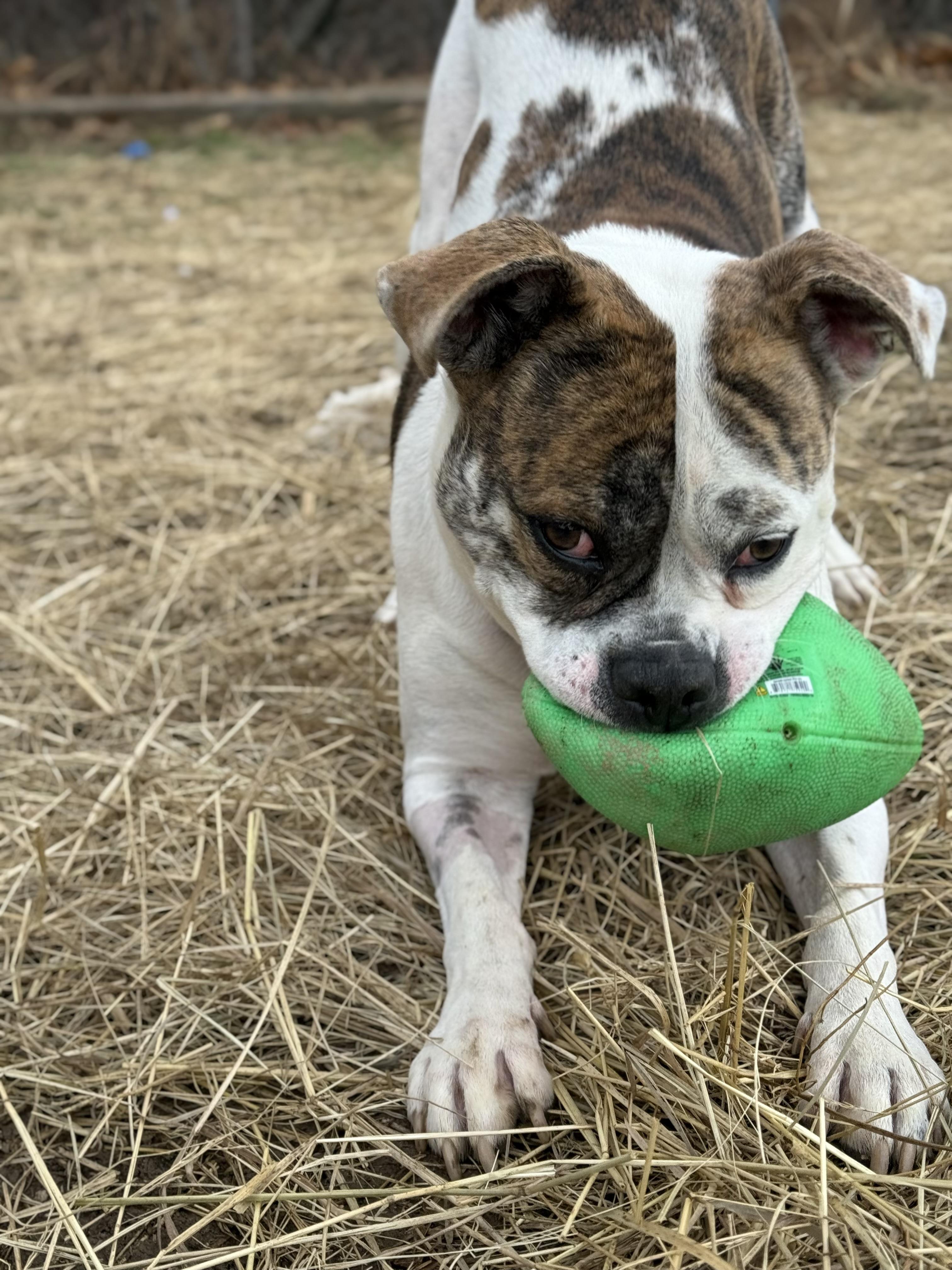 Ajax, ADOPTABLE, Adult Male American Bulldog.