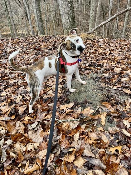 Enlarge Ajax, a ADOPTABLE American Bulldog in Marshall, NC image 3/6