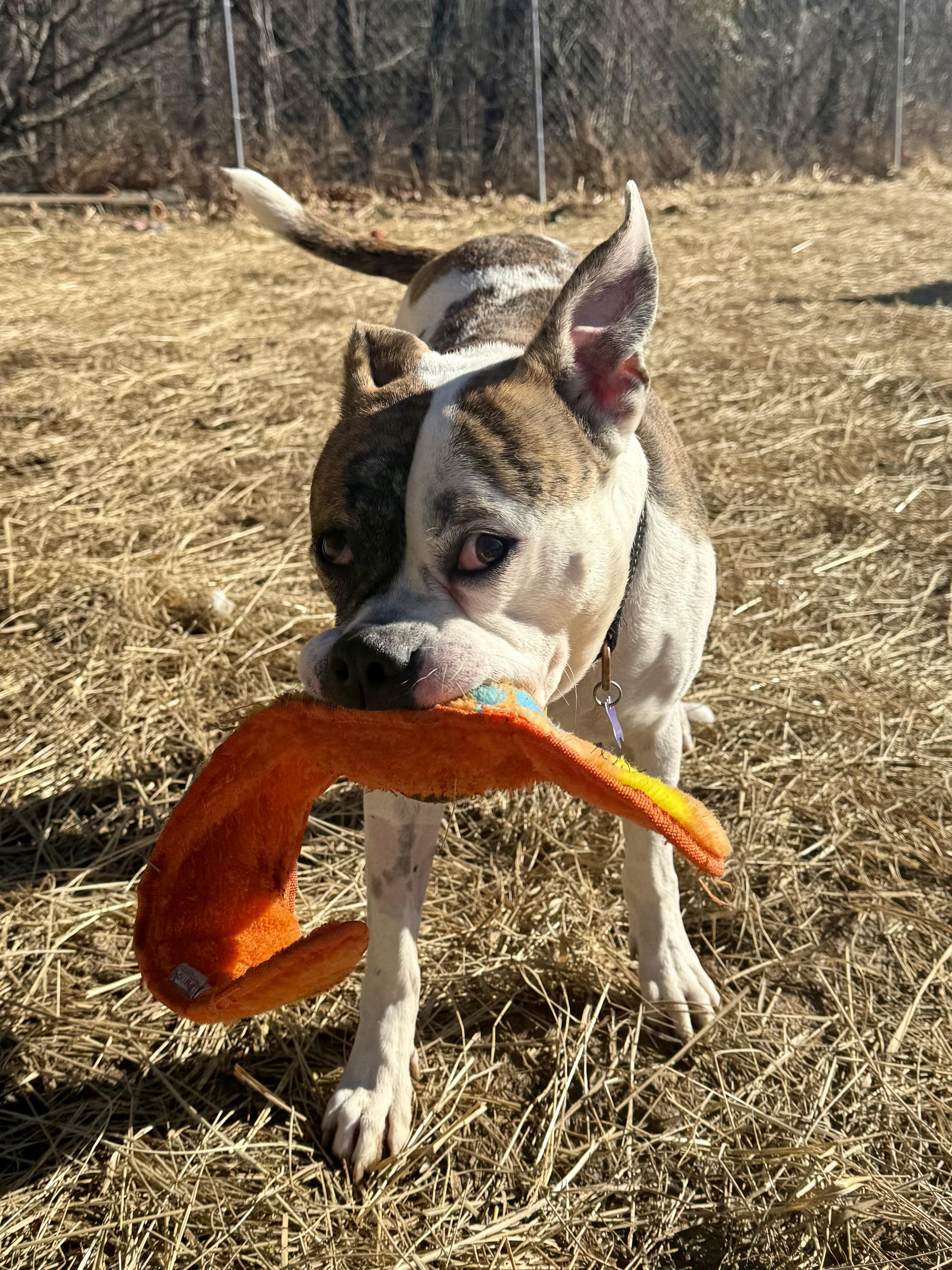 Enlarge Ajax, a ADOPTABLE American Bulldog in Marshall, NC image 4/6