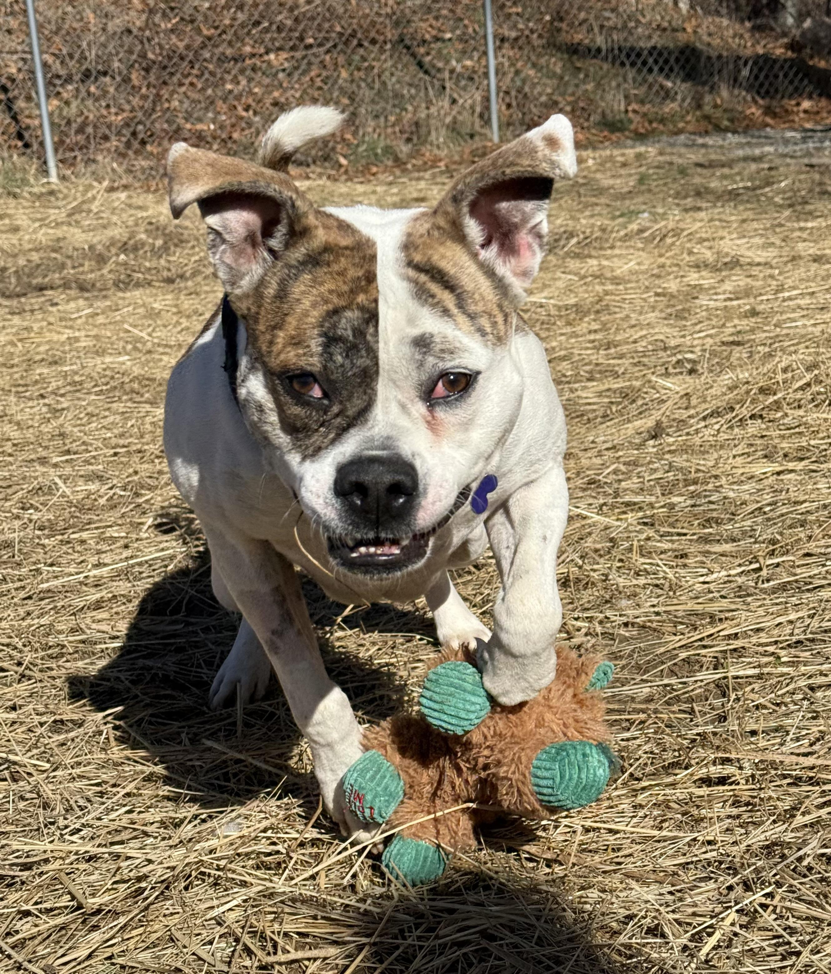 Ajax, ADOPTABLE, Adult Male American Bulldog.