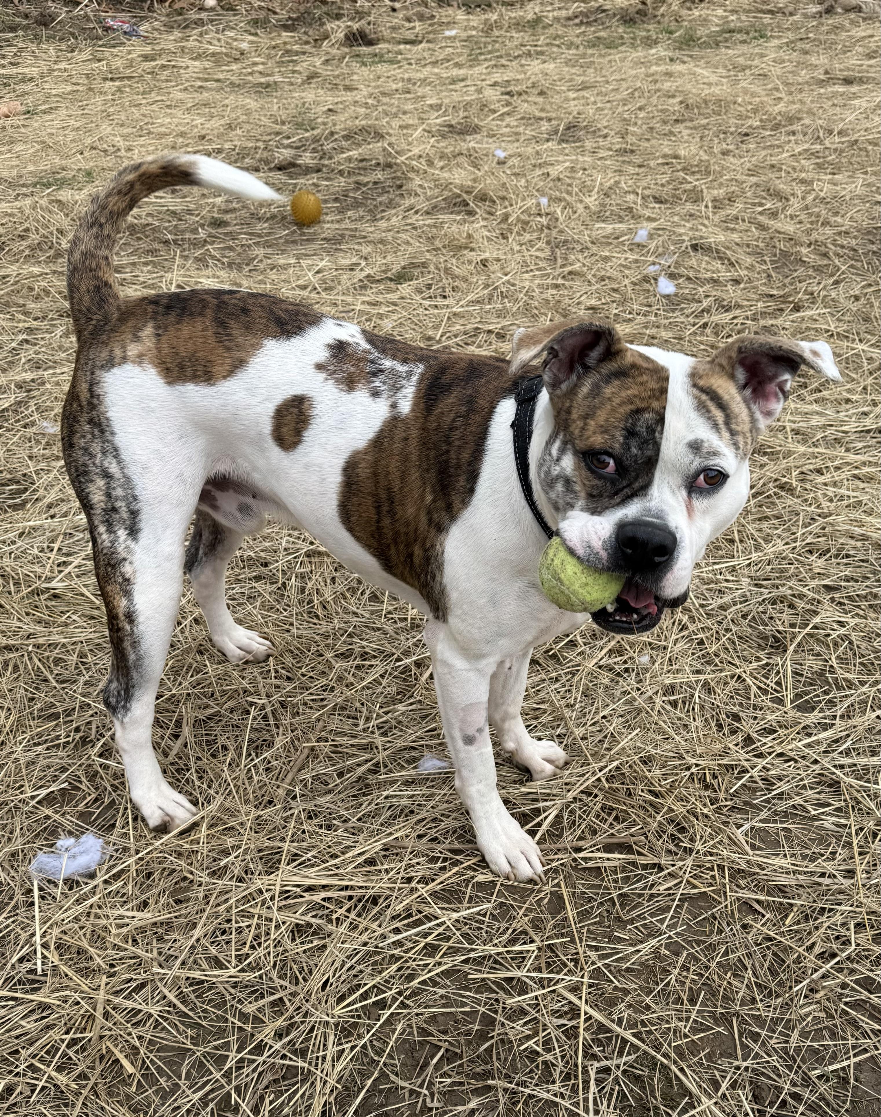 Enlarge Ajax, a ADOPTABLE American Bulldog in Marshall, NC image 6/6