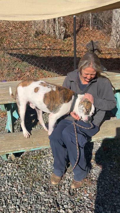 Enlarge Ajax, a ADOPTABLE American Bulldog in Marshall, NC video 5/6