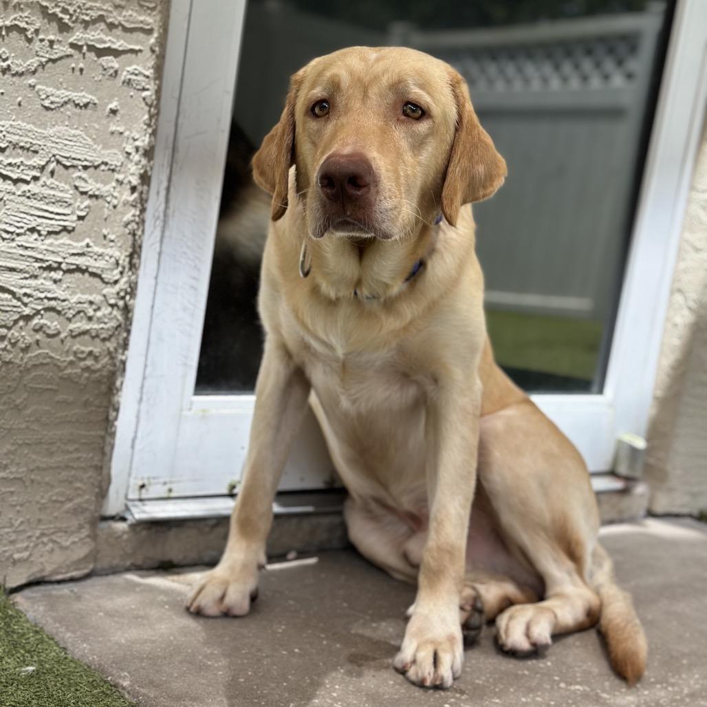 Ruger, Adoptable, Adult Male Yellow Labrador Retriever.