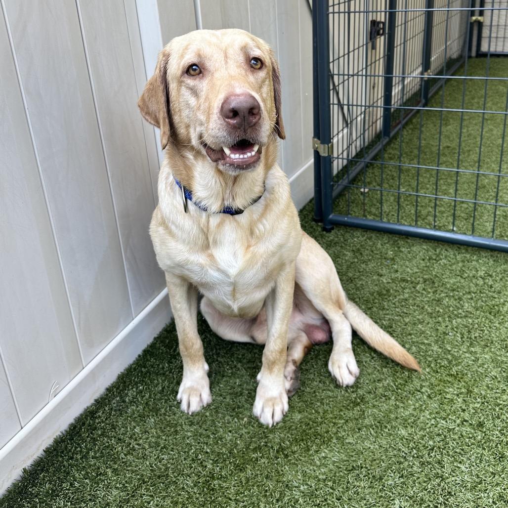 Enlarge Ruger, a Adoptable Yellow Labrador Retriever in Titusville, FL image 2/6