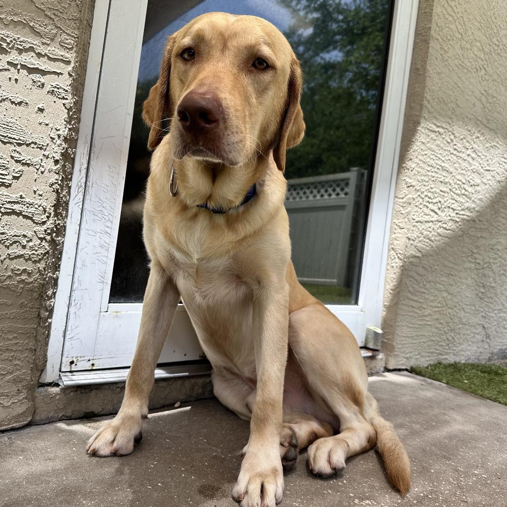 Enlarge Ruger, a Adoptable Yellow Labrador Retriever in Titusville, FL image 3/6