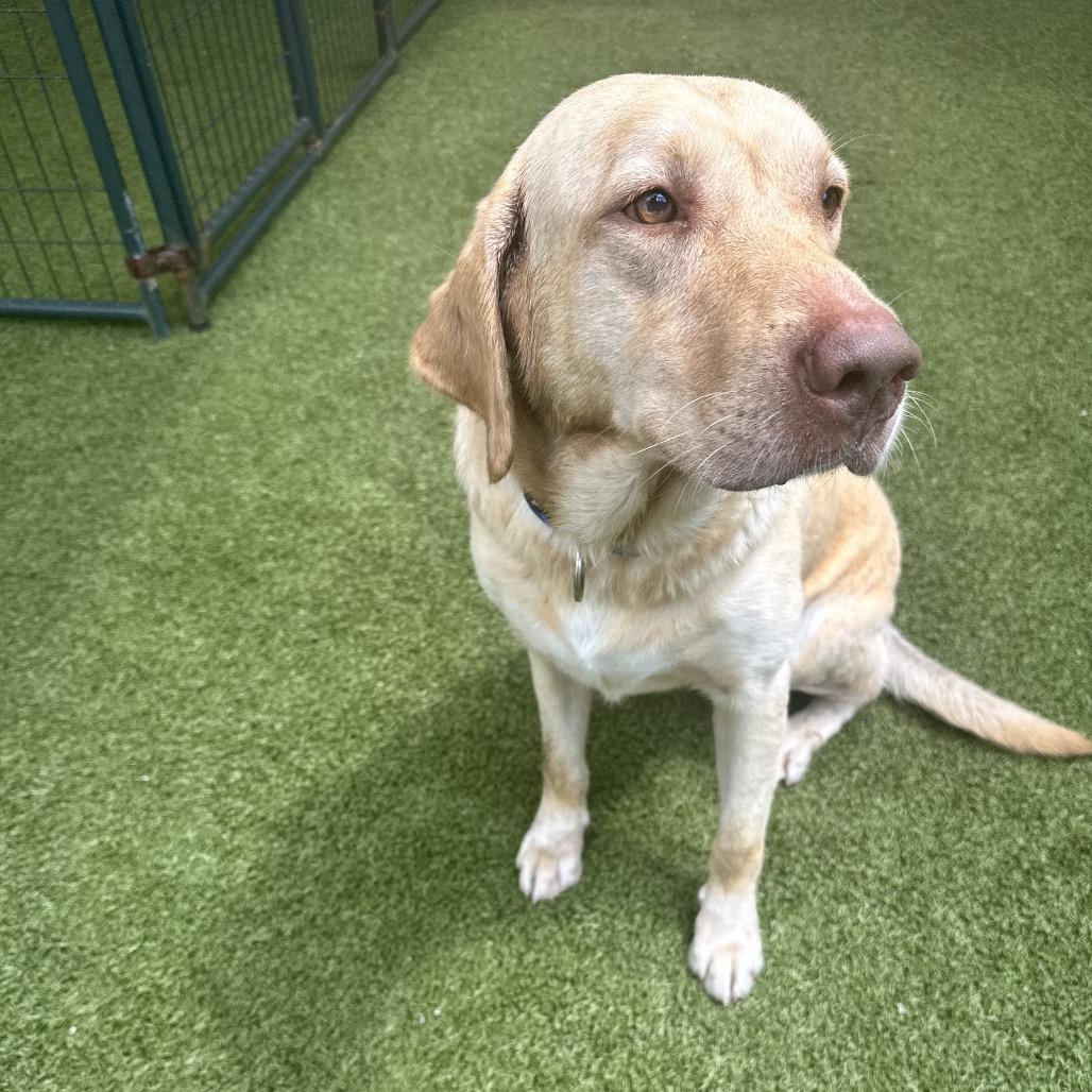 Enlarge Ruger, a Adoptable Yellow Labrador Retriever in Titusville, FL image 4/6