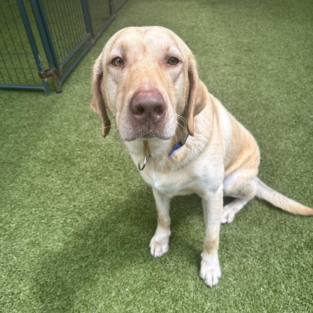 Enlarge Ruger, a Adoptable Yellow Labrador Retriever in Titusville, FL image 5/6