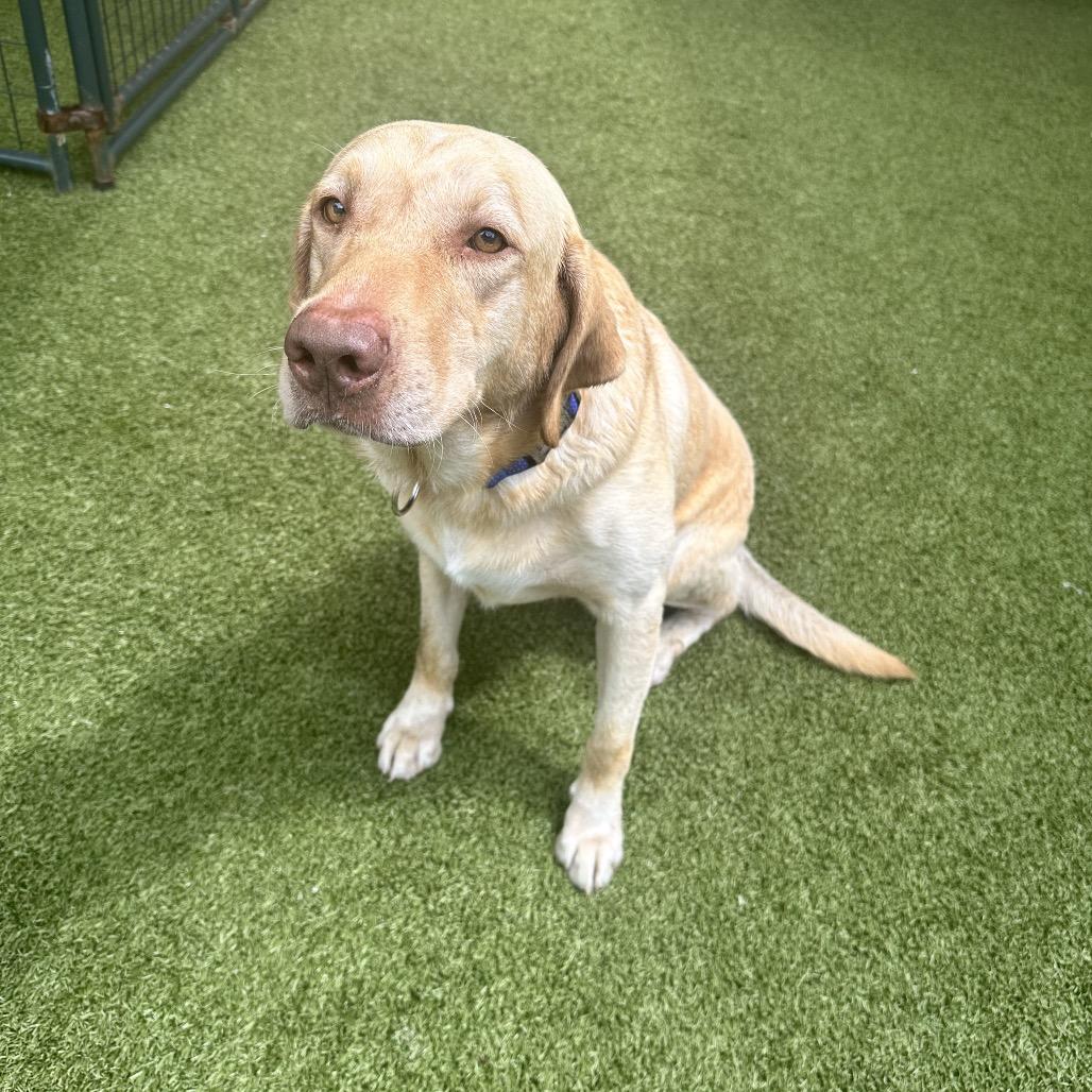 Enlarge Ruger, a Adoptable Yellow Labrador Retriever in Titusville, FL image 6/6