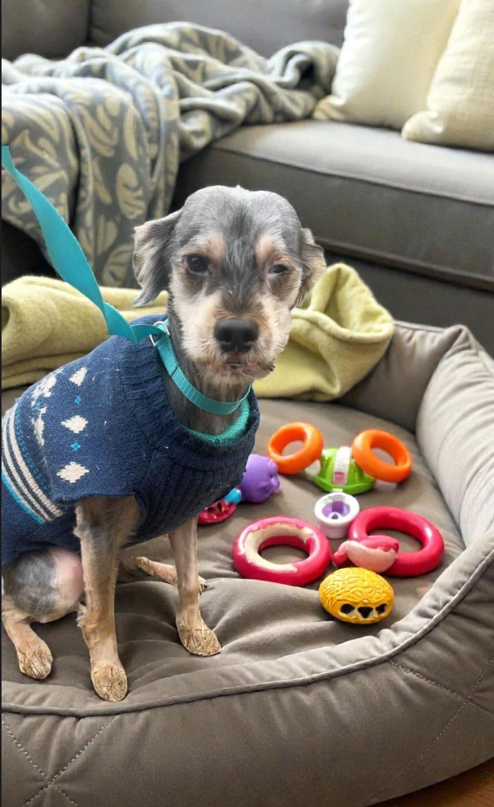 Enlarge CHARLIE, SWEET, SWEET GRATEFUL BOY, a Adoptable Terrier in Atlanta, GA image 1/3