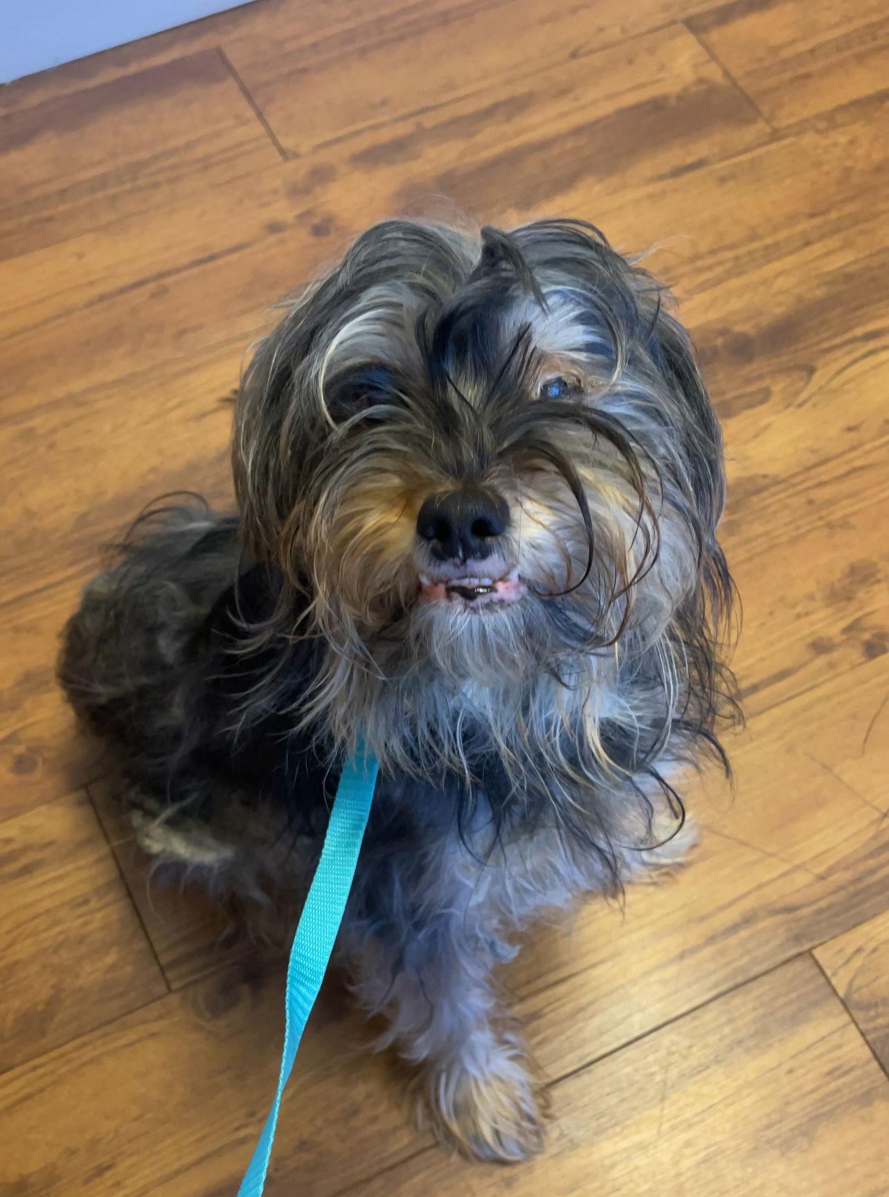Enlarge CHARLIE, SWEET, SWEET GRATEFUL BOY, a Adoptable Terrier in Atlanta, GA image 3/3